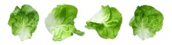 Set With Leaves Of Butter Lettuce Isolated On White