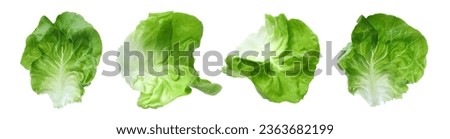 Set with leaves of butter lettuce isolated on white