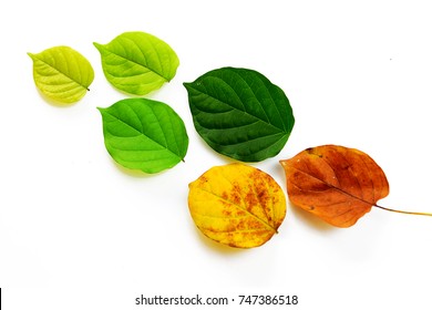 Set Leaves Isolated On White Background Stock Photo 747386518 ...