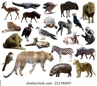 Set Of  Leopard And Other African Animals. Isolated Over White Background