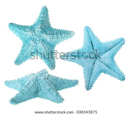 set of light blue starfishes isolated on white background
