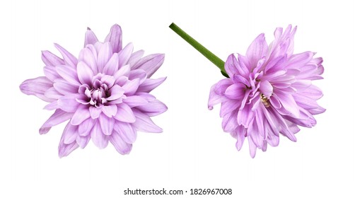 Set of lilac aster flowers isolated on white