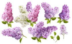 Flores De Lilac. Rama De Flores De Lila Aislada. Colección De Flores Blancas Y Lilas.