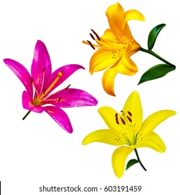 848,862 Green lily Images, Stock Photos & Vectors | Shutterstock