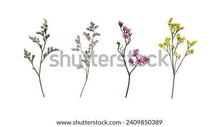 Set of limonium flowers (small twigs) isolated on white