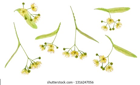 Linden の画像 写真素材 ベクター画像 Shutterstock