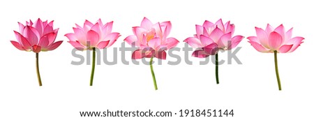 set of Lotus flower on white background