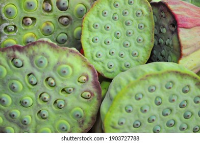 a set of lotus seeds in the drying phase