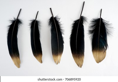 set of luxury gilded gold golden black swan feather on white background