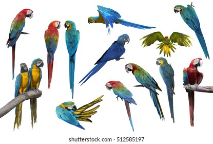 Set Of Macaw Bird Isolate On White Background