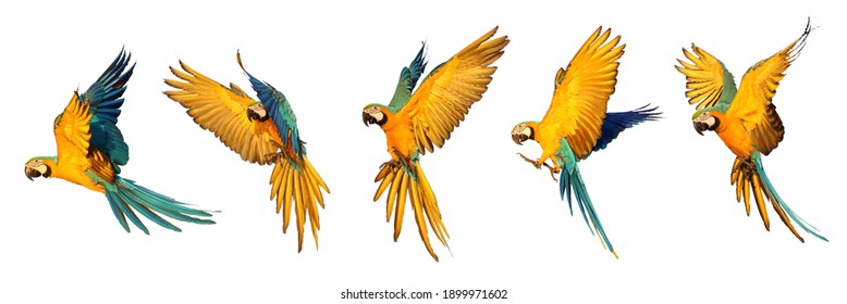 Set Of Macaw Parrot Flying Isolated On White Background