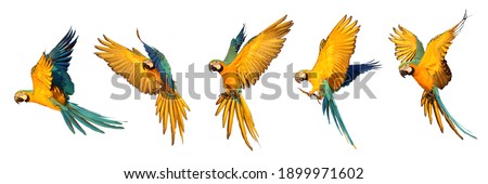 Set of Macaw parrot flying isolated on white background