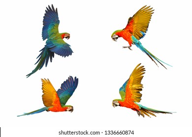 Set of macaw parrot isolated on white background