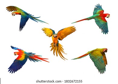 Set of macaw parrot isolated on white background