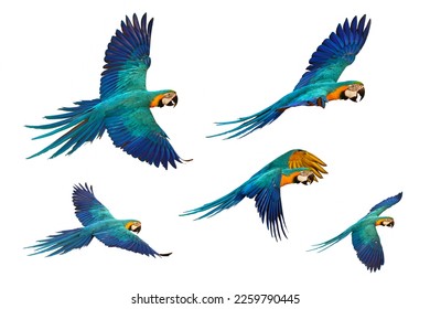 Set of Macaw parrots flying isolated on white background.