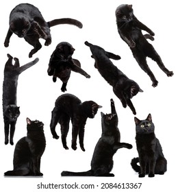 Set Made Of Portraits Of Black Cat Jumping, Flying, Having Fun Isolated On White Studio Background. Concept Of Beauty, Vet, Care, Pets Love, Animal Life. Looks Excited. Copyspace For Ad, Poster.