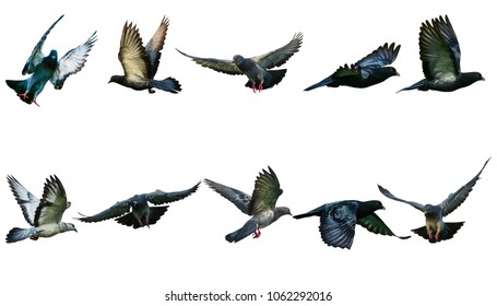 a set of many birds are flying,The pigeons are flying freedom On a white background isolated.File with clipping pahts.