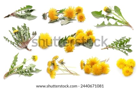 Similar – Image, Stock Photo dandelion Dandelion Plant