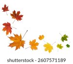 Set of maple leaves lying in row isolated on white background with clipping path. Gradient of maple leaves from green to dark red. Banner. Element for design.