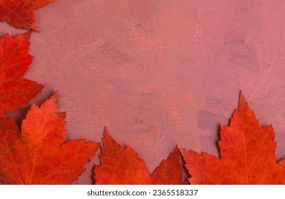 set of maple leaves on a pink background - Shutterstock ID 2365518337