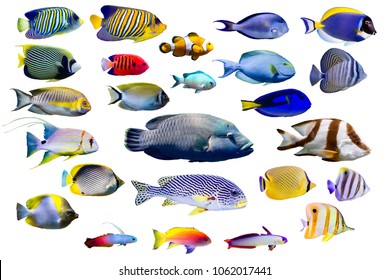 Poissons De Mer High Res Stock Images Shutterstock