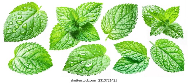 Set of mint leaves with drops isolated on white background. - Powered by Shutterstock