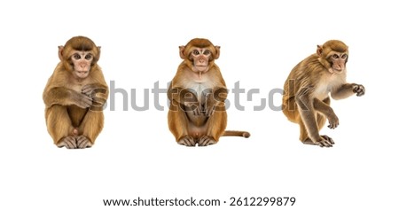 Set of Monkey isolated on White Background