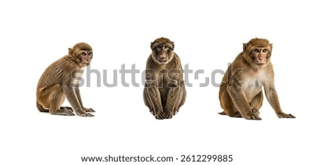Set of Monkey isolated on White Background