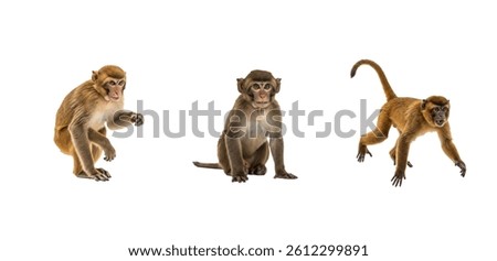 Set of Monkey isolated on White Background