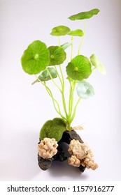 Set Moss Ball And Plant For Fish Tank Aquarium Decoration, Image 4
