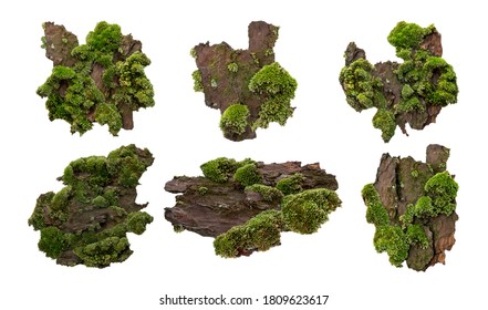 Set of Moss or Mosses on a pine bark, Green moss on a tree bark isolated on white background, with clipping path  - Shutterstock ID 1809623617