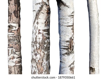set of natural birch trunks isolated on white background