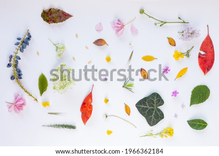 set of natural leaf and flowers on light back ground