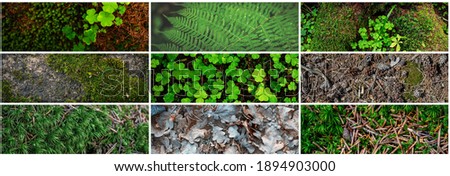 Set of natural textures. Nature objects close-up: foliage of plants, fern and moss, hoarfrost, wood sorrel. Collection of panoramic backgrounds for design.