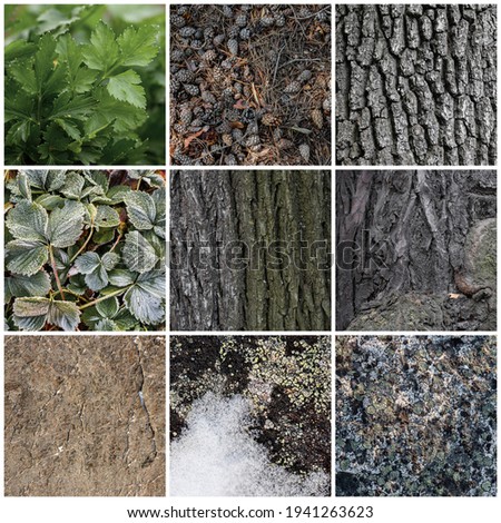 Set of natural textures. Nature objects close-up: trunks and bark of trees, foliage of plants, surface of stones, lichen, hoarfrost and snow. Backgrounds collection for design.