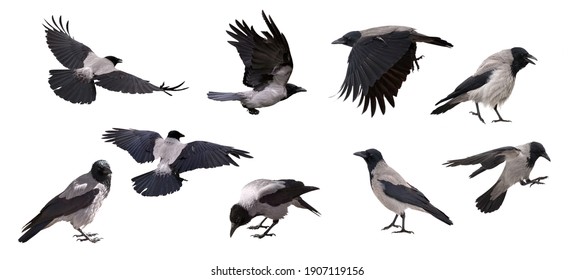 set of nine grey crows isolated on white background