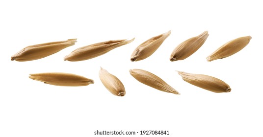A set of oat grains. Isolated on a white background - Shutterstock ID 1927084841