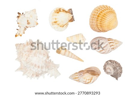 set of ocean sea shells in various shapes isolated on white