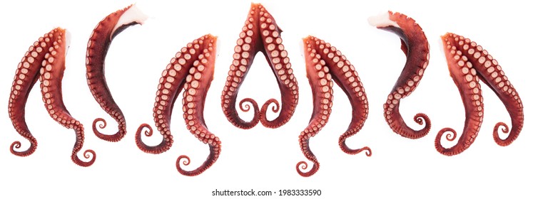 Set of octopus tentacles isolated on white background.