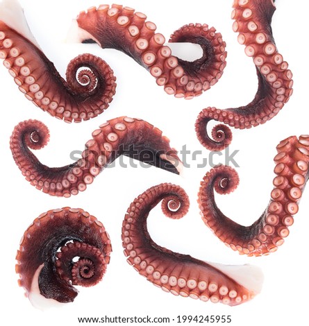 Octopus tentacle on white background. Sea squid - Stock