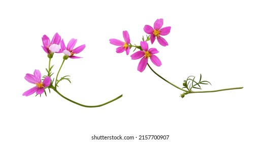 Set od pink cosmos flowers isolated on white