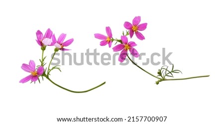 Set od pink cosmos flowers isolated on white