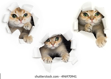 Set Of One Funny Cat Peeking Out Of Torn Paper Isolated On White Background