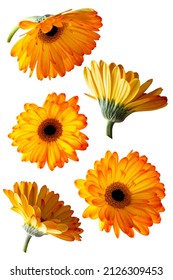 Set of orange gerbera flower heads isolated on white background