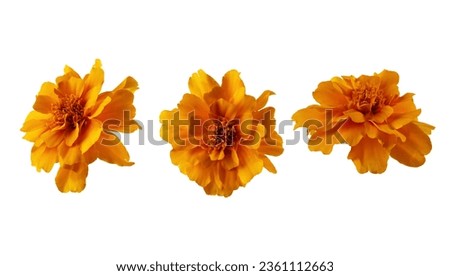 Set of orange marigold flower isolated on white background. Marigold flower head for design.