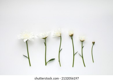 Set Of Orange Marigold Flowers On White. Stages Of Flower Blooming. Stages Of Plant Growth And Development.