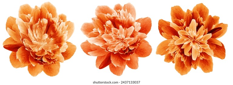 Set orange  peony   flowers   on white isolated background with clipping path. Closeup.  Nature. - Powered by Shutterstock