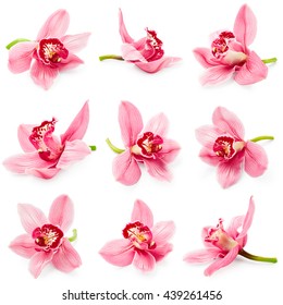 Set Of Orchid Flower Isolated On White Background