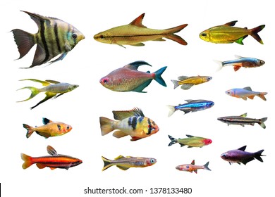 18,505 Neon fish Images, Stock Photos & Vectors | Shutterstock