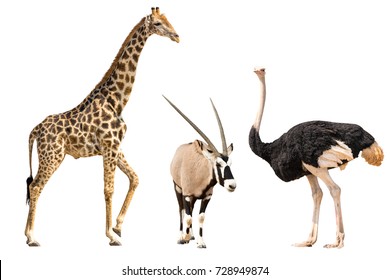 Set Of Oryx, Giraffe And Ostriche Portrait, Isolated On White Background